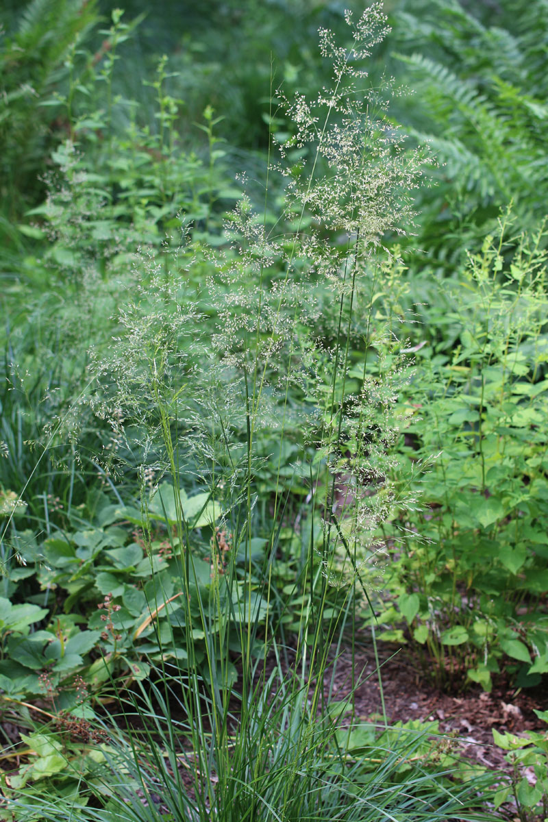 Tufted Hairgrass Picture