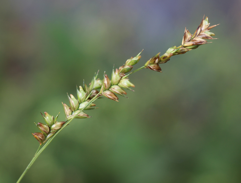 Obovate Beakgrass Picture