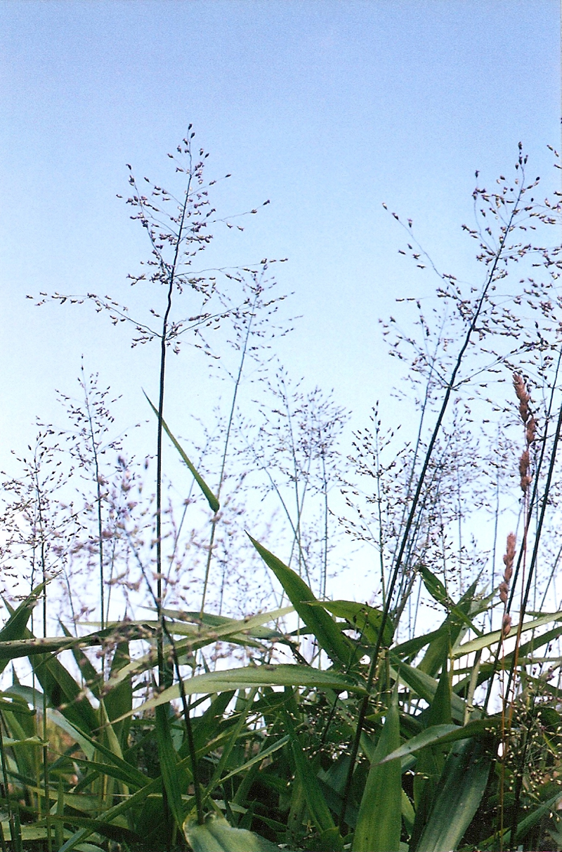 Deertongue Grass Picture
