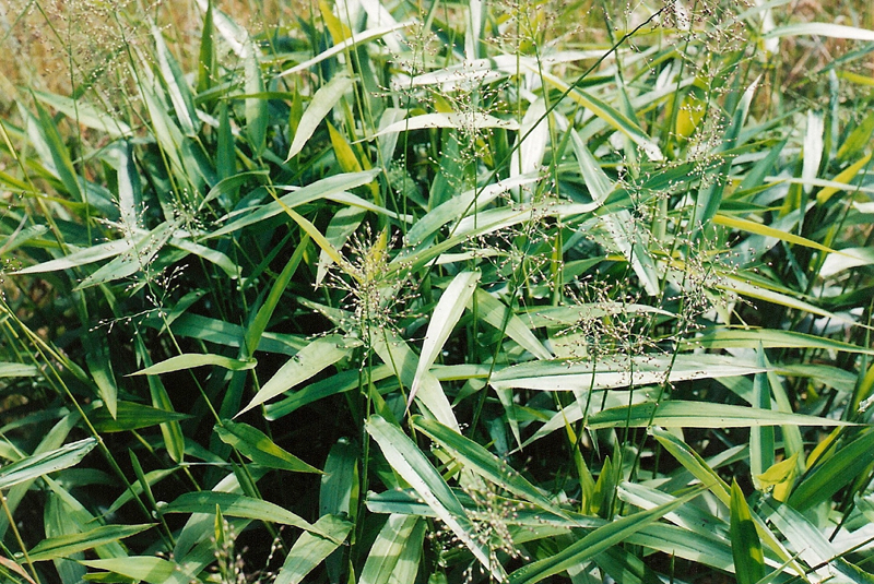 Deertongue Grass Picture