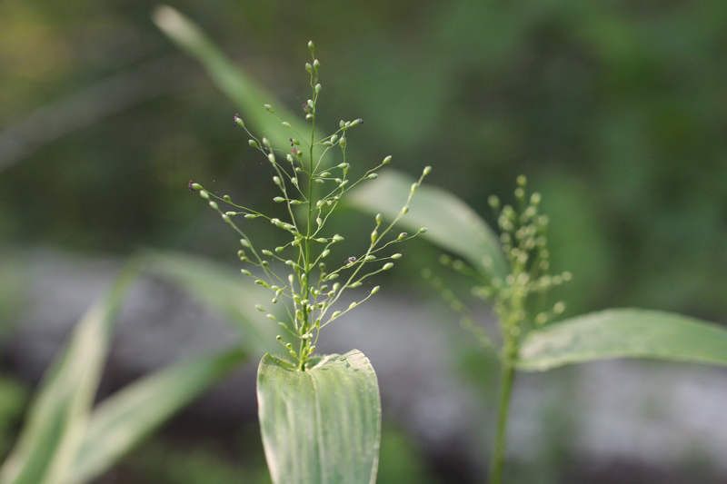 Deertongue Grass Picture