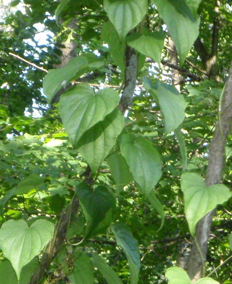 Wild Yam Picture