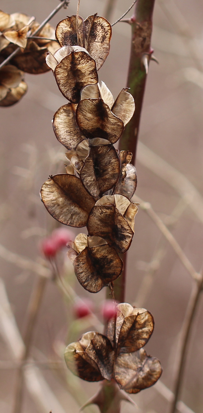 Wild Yam Picture