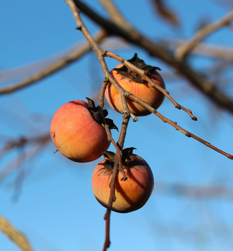 Persimmon Picture