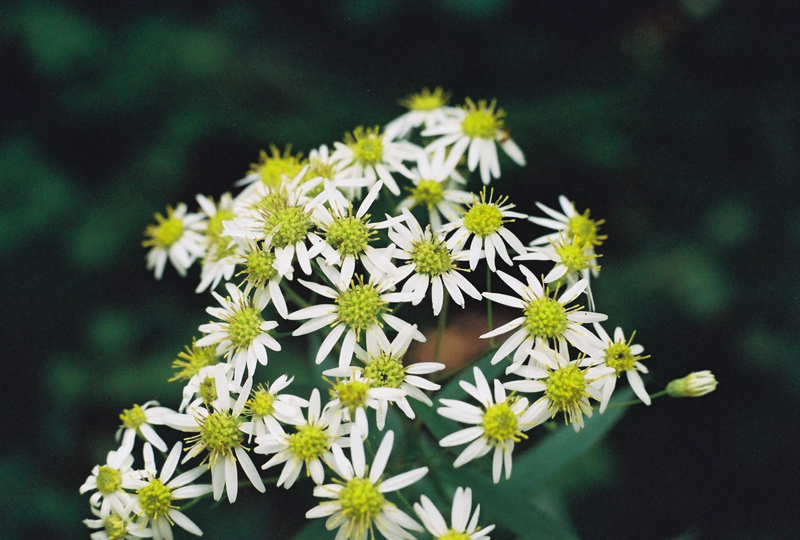 Flat-topped White Aster Picture