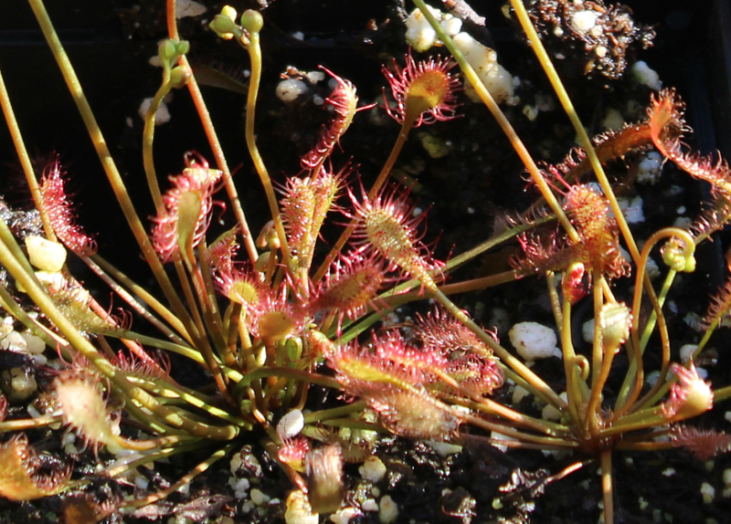 Roundleaf Sundew Picture