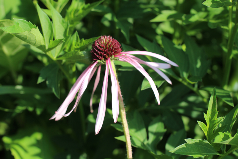 Pale Coneflower Picture