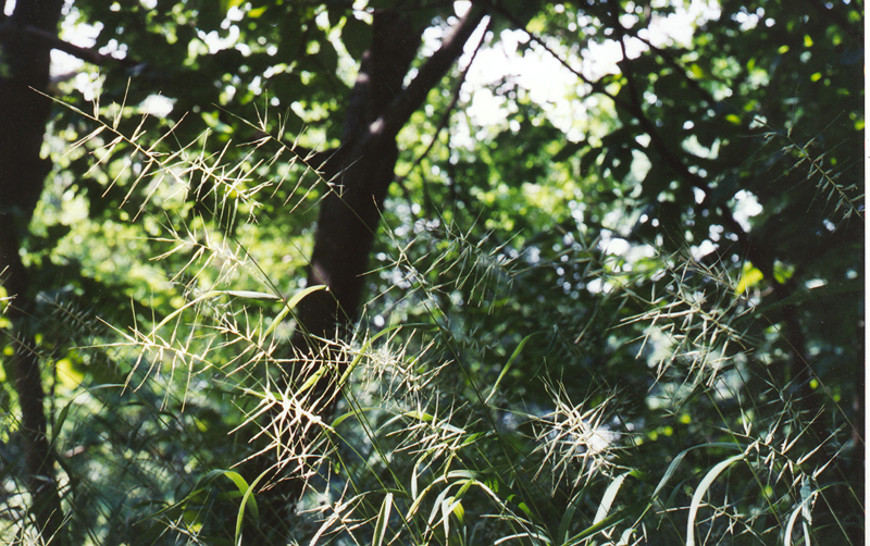 Eastern Bottlebrush Grass Picture