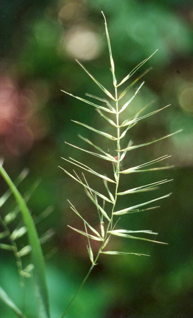 Eastern Bottlebrush Grass Picture