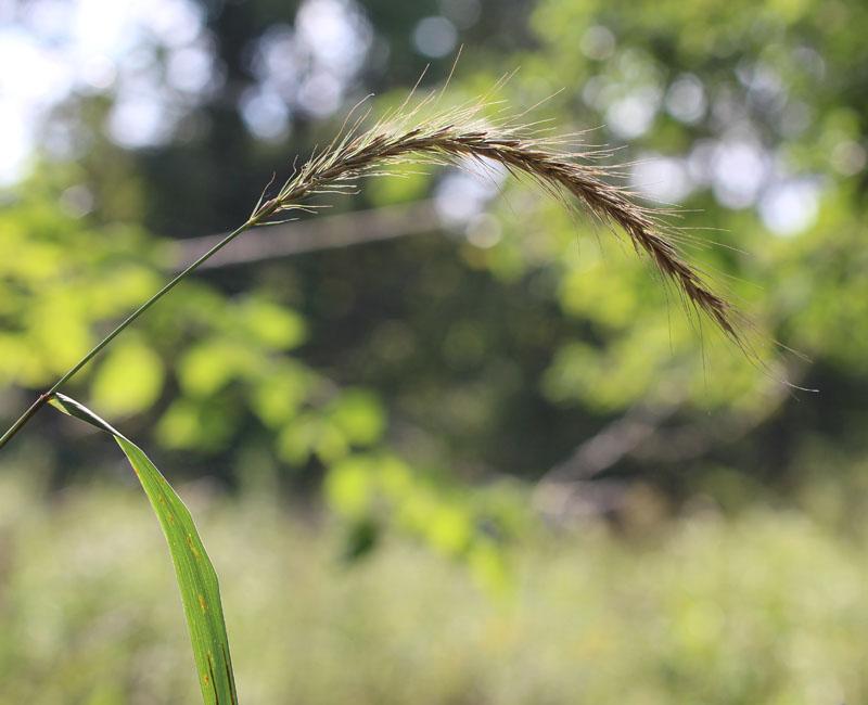 Riverbank Wild Rye Picture