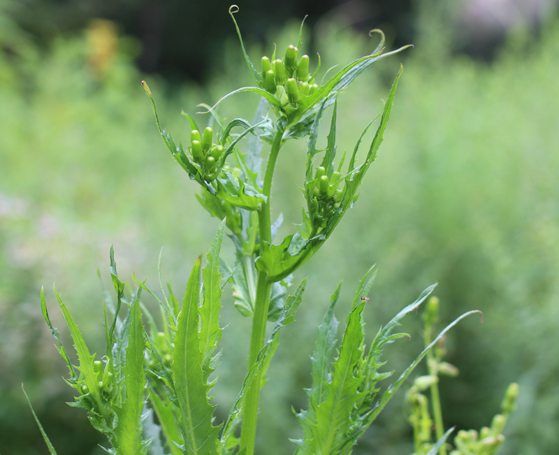 Pilewort Picture