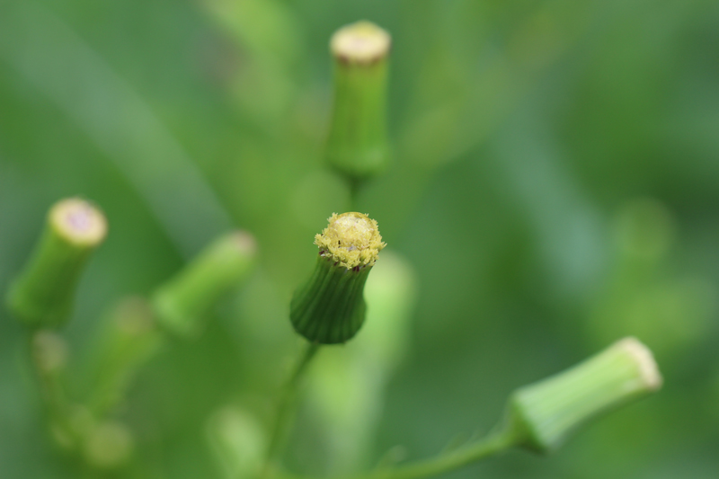 Pilewort Picture