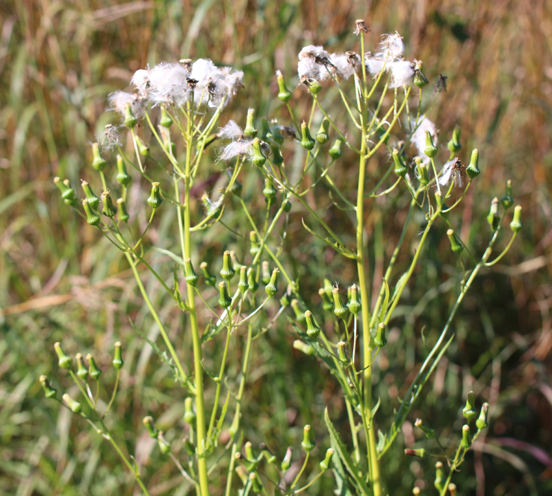 Pilewort Picture