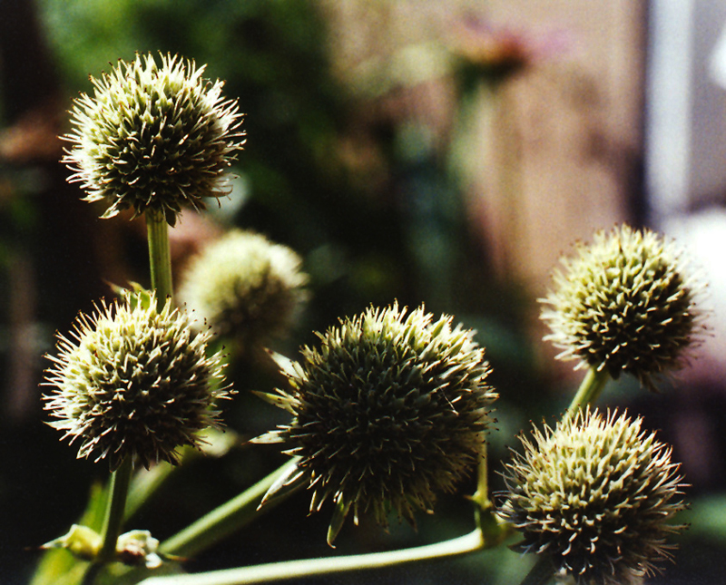 Rattlesnake Master Picture