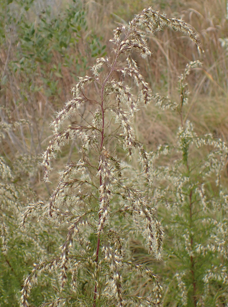Dog-Fennel Picture