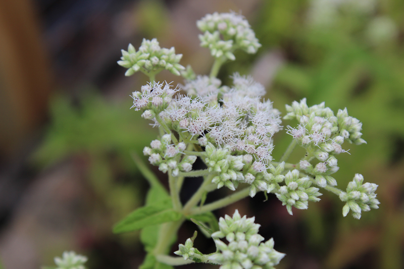 Common Boneset Picture