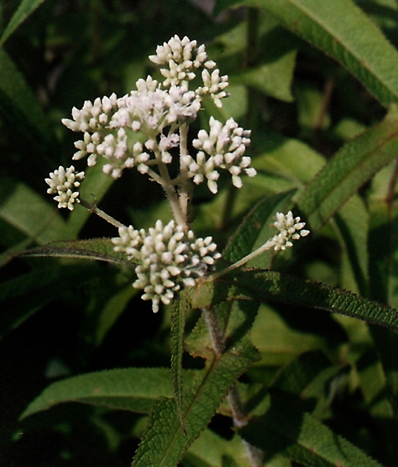 Common Boneset Picture