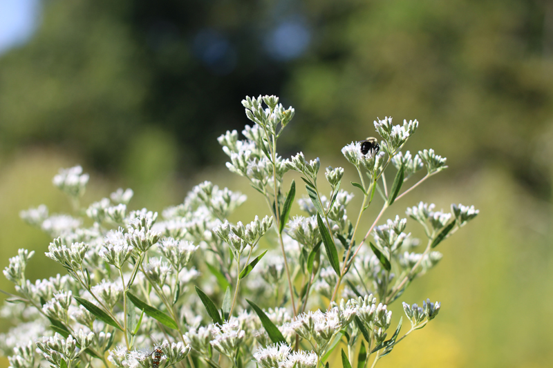 Late Flowering Boneset Picture