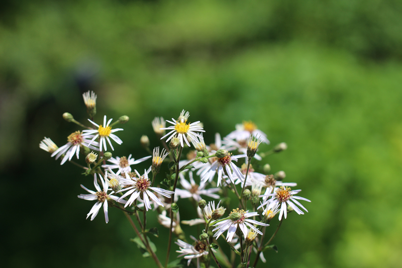 Large-leaved Aster Picture