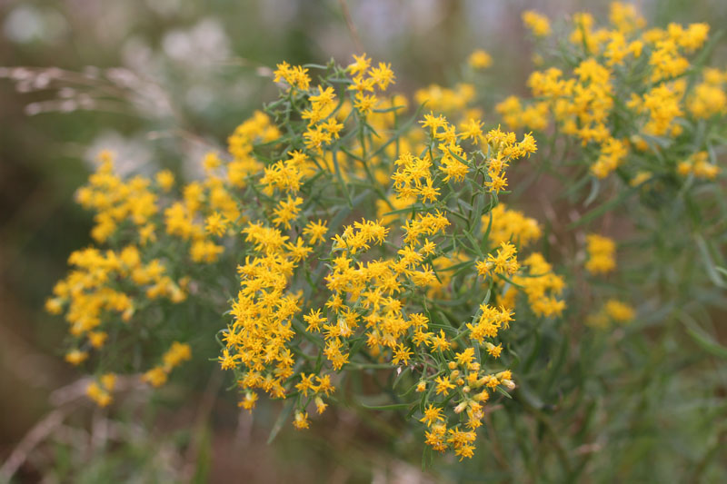 Slender Goldentop Picture