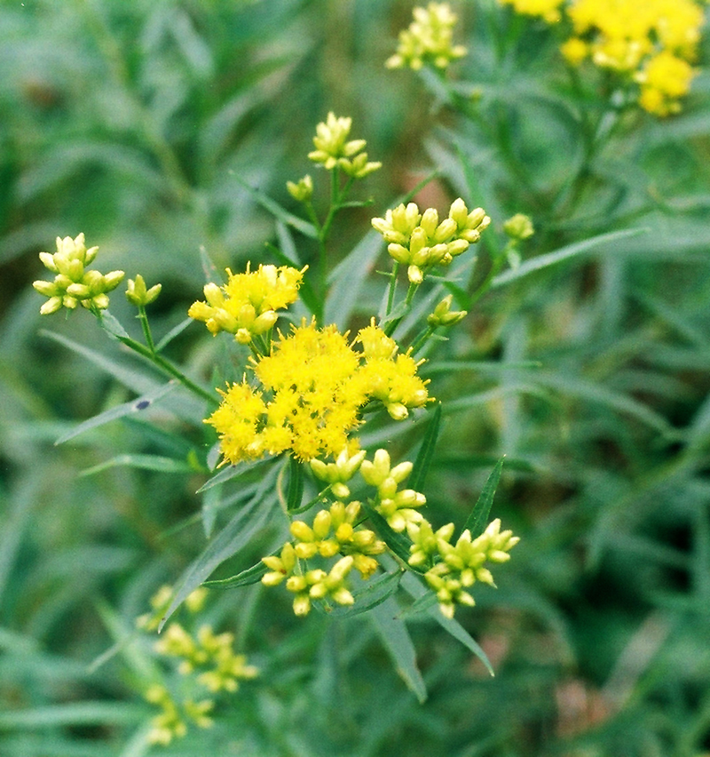 Lance-leaved Goldenrod Picture