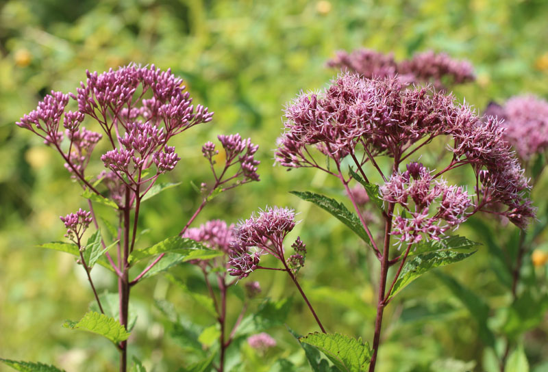 Coastal Plain Joe Pye Weed Picture