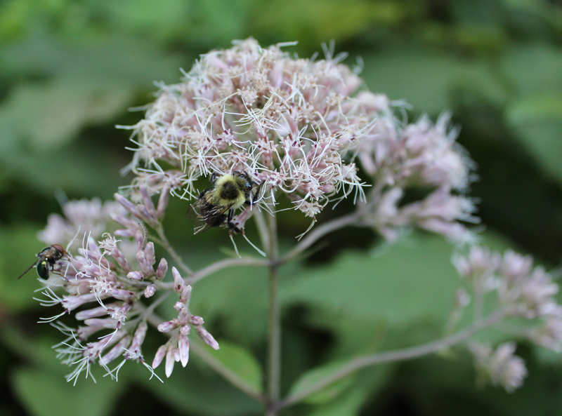 Sweet Joe Pye Weed Picture