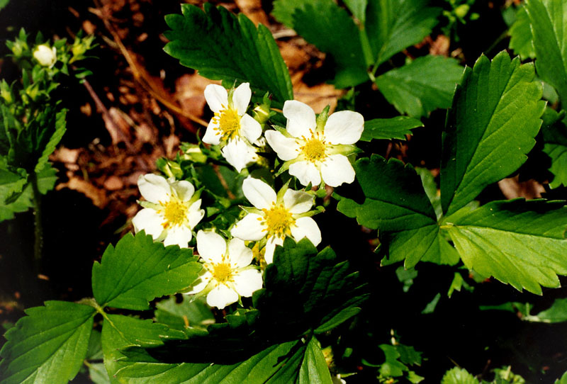 Wild Strawberry Picture