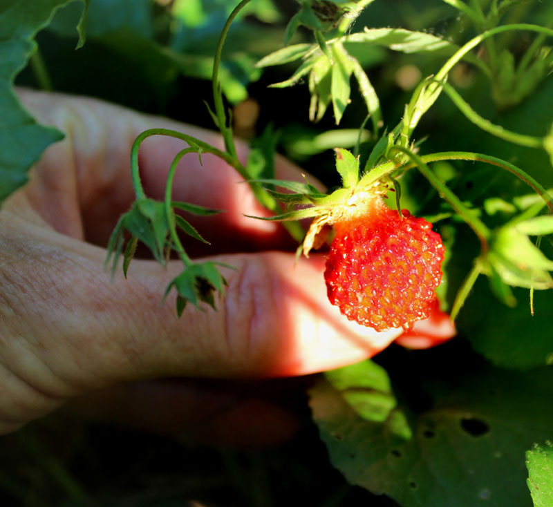 Wild Strawberry Picture