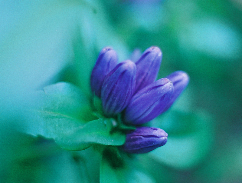 Meadow Bottle Gentian Picture