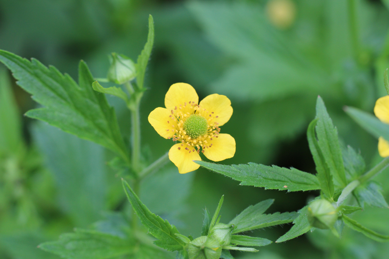 Yellow Avens Picture