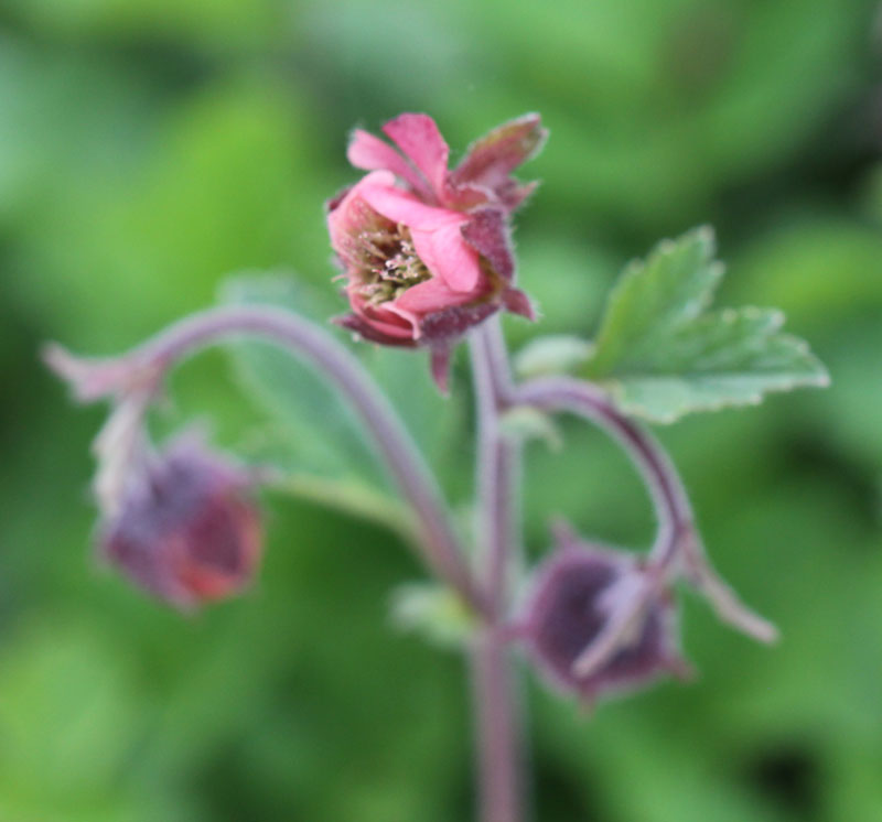 Purple Avens Picture