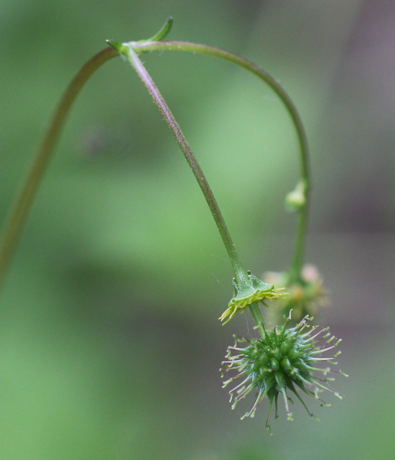Spring Avens Picture