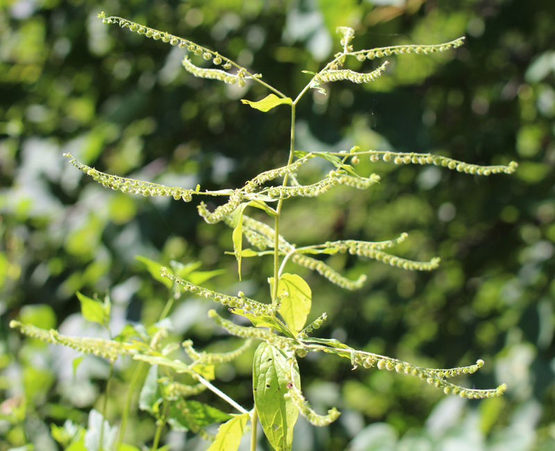 Virginia Stickseed Picture