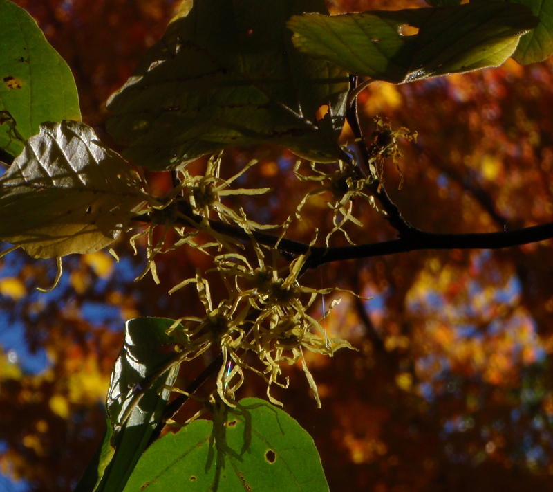 American Witch-Hazel Picture
