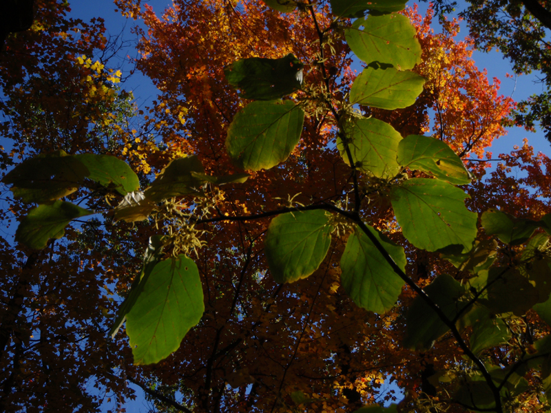 American Witch-Hazel Picture