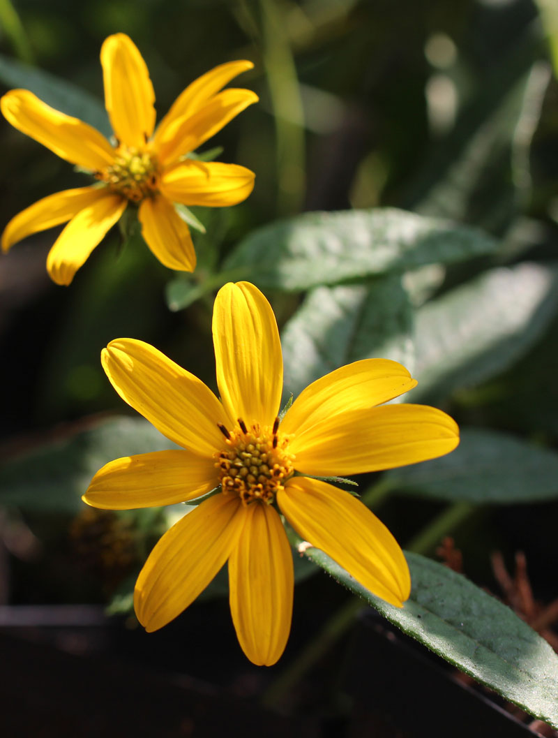 Woodland Sunflower Picture