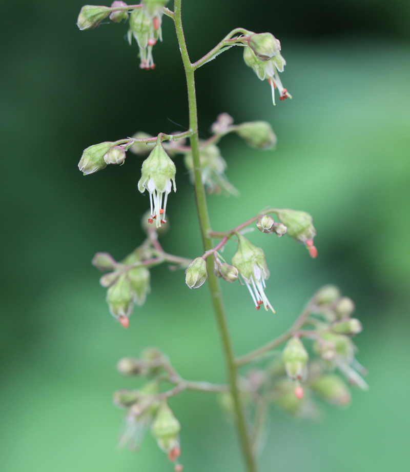 Longflower Alumroot Picture