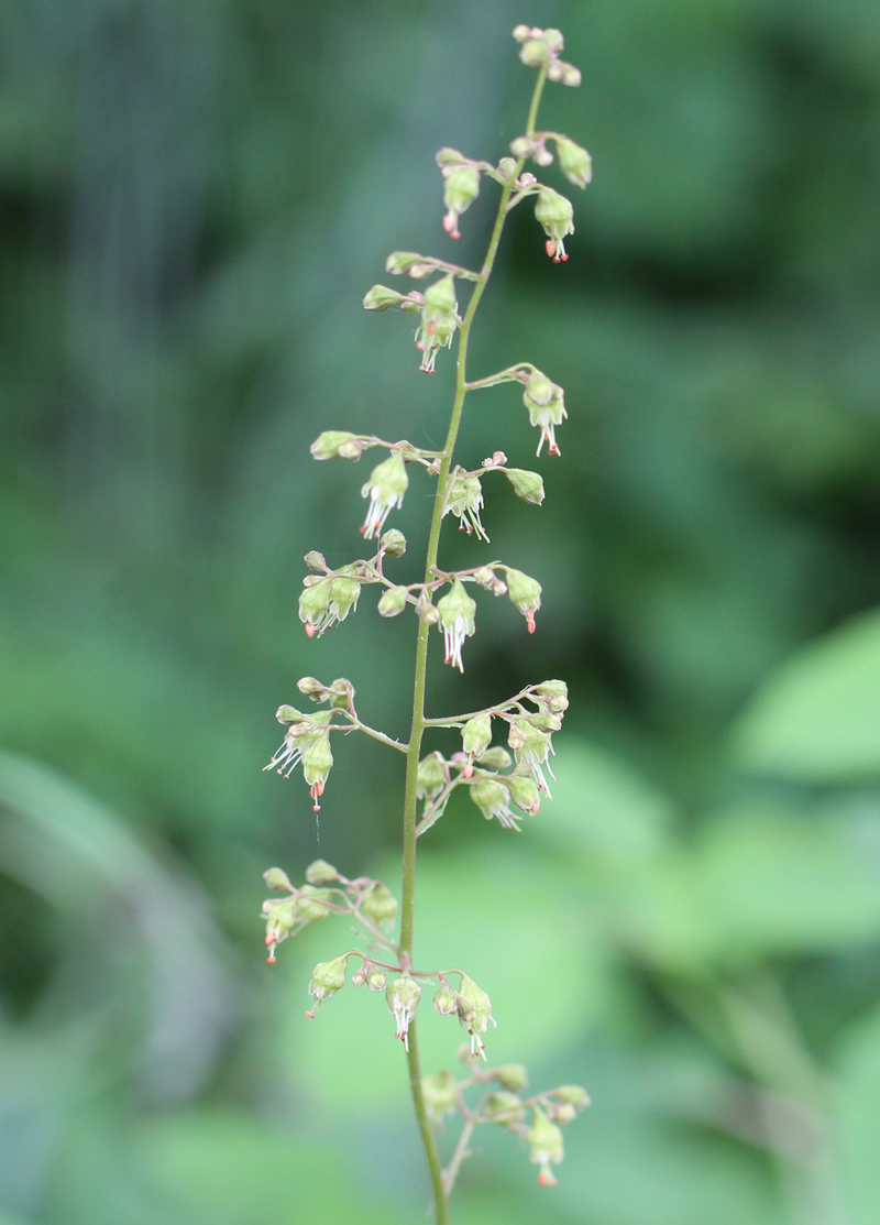 Longflower Alumroot Picture