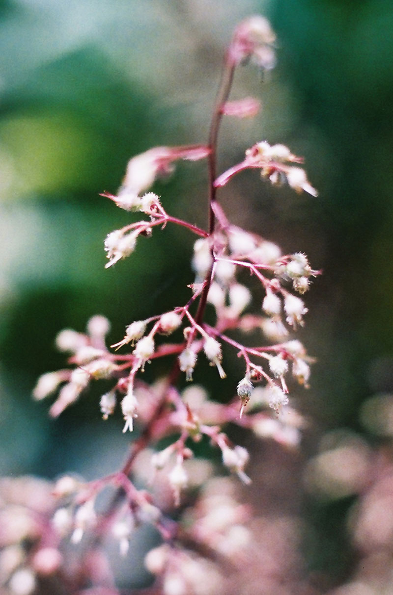 Hairy Alumroot Picture