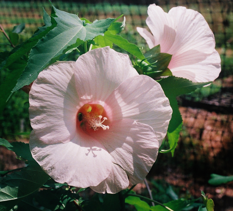 Halberd-leaved Rose-Mallow Picture