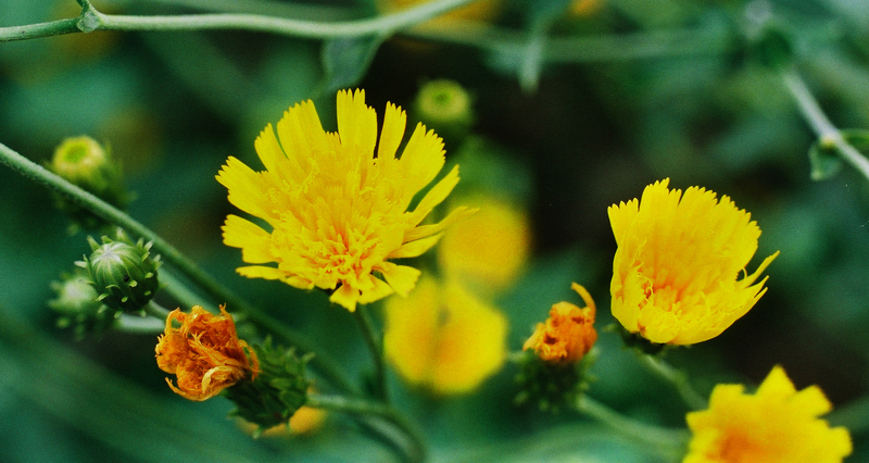 Canada Hawkweed Picture