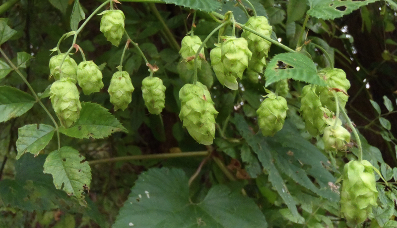 Common Hop Picture