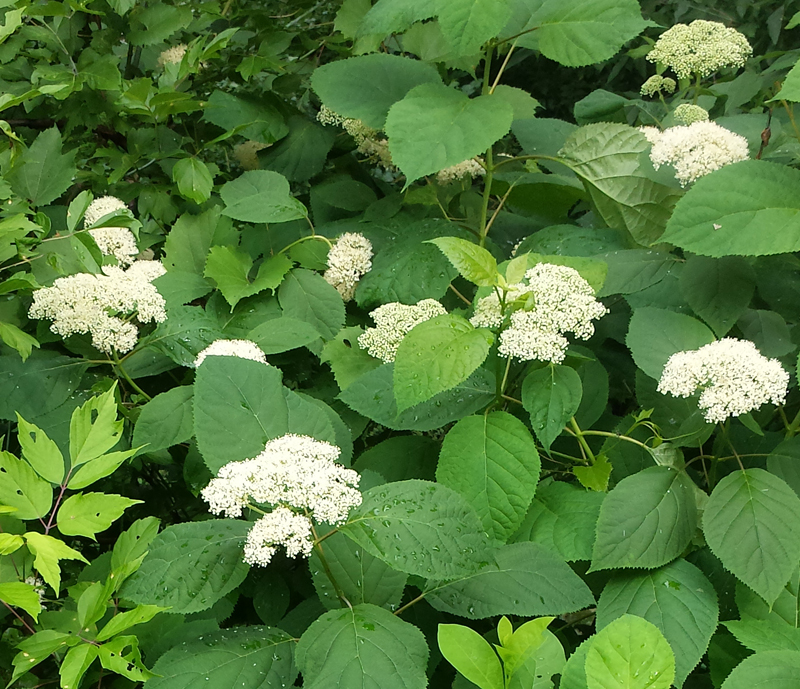 Wild Hydrangea Picture