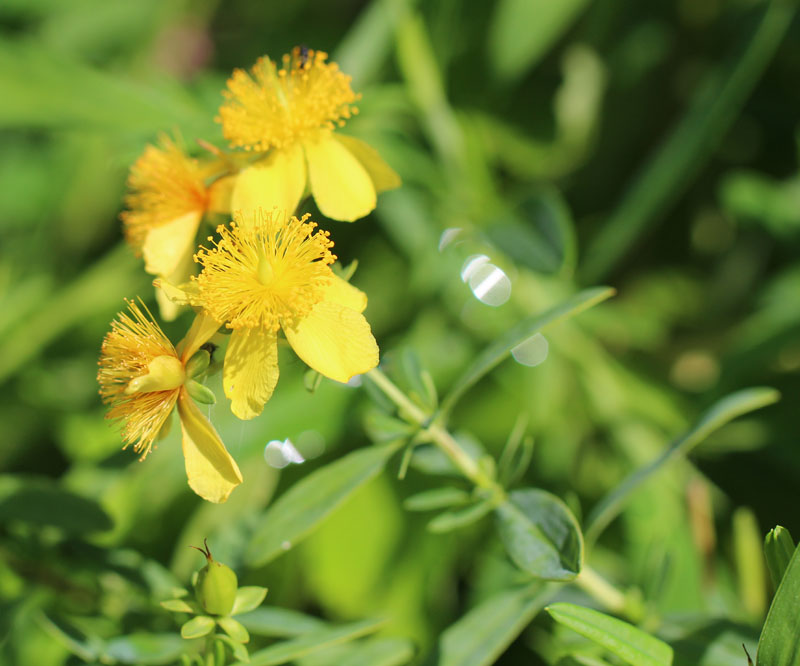 Kalm's St. Johnswort  Picture