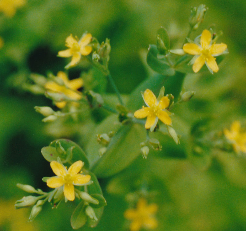 Dwarf St. Johnswort