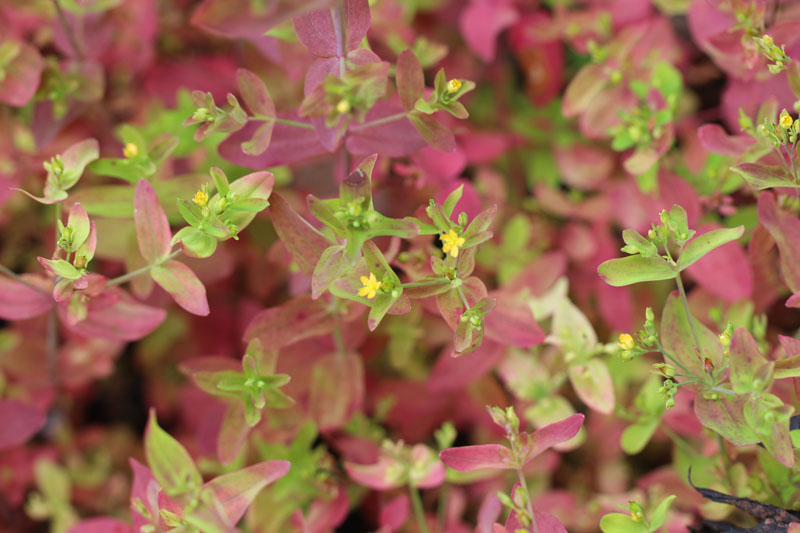 Dwarf St. Johnswort