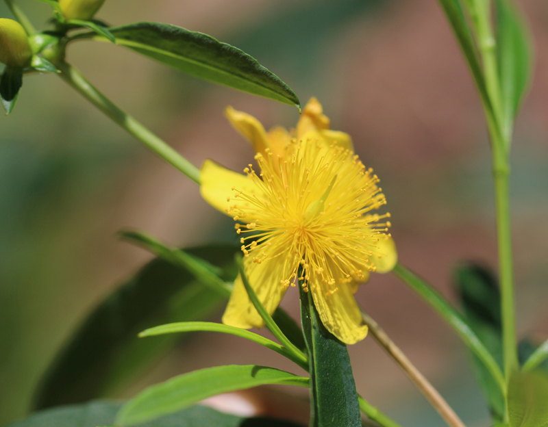 Shrubby St. Johnswort