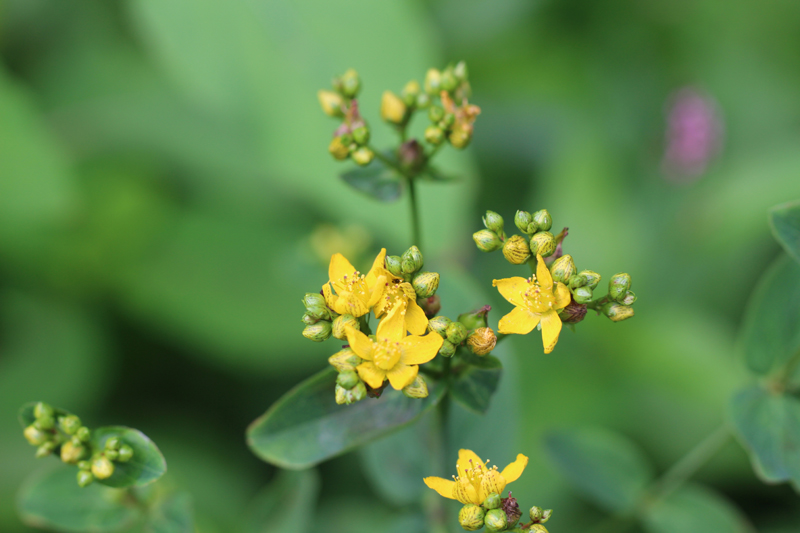 Spotted St. Johnswort