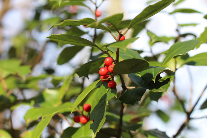 American Holly Picture